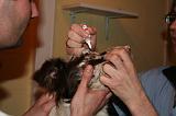 AUSCULTATION 155